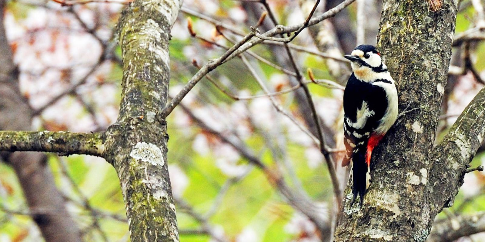 Birdwatching Tour Lake Tofutsu is a bird-watcher’s paradise | HOKKAIDO ...